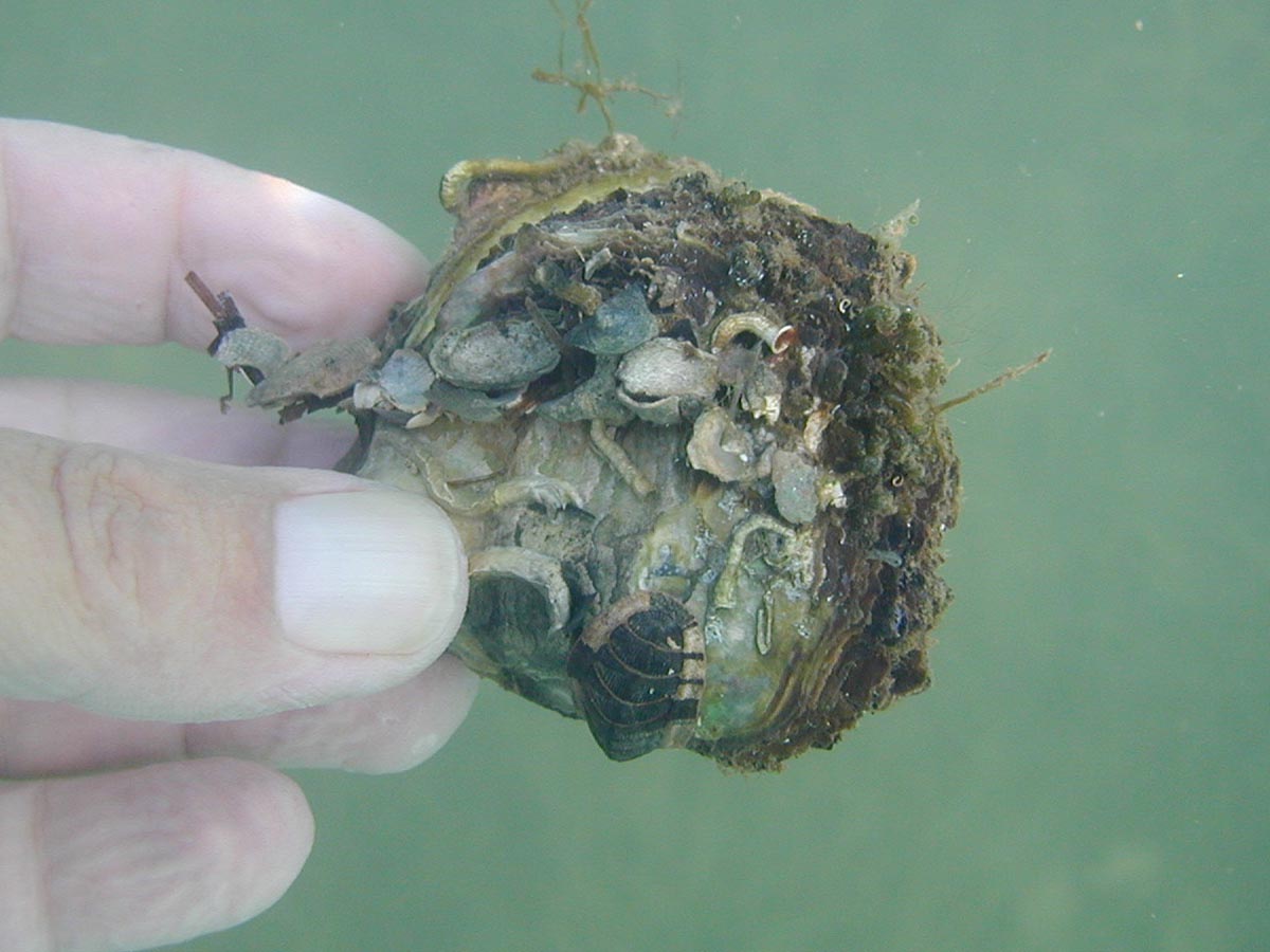 Käferschnecke auf Austernschale